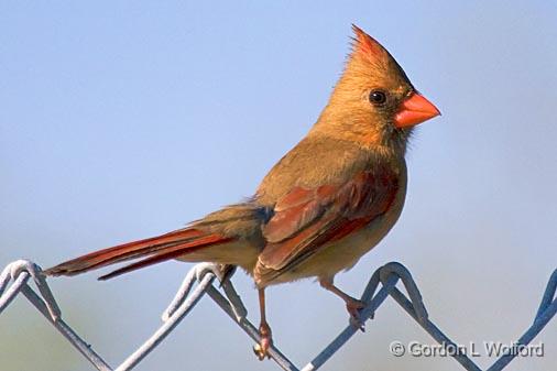 Cardinal Atop Chain Link_36843.jpg - Female Northern Cardinal (Cardinalis cardinalis) photographed along the Gulf coast at the Magic Ridge Bird Sanctuary near Port Lavaca, Texas, USA. 